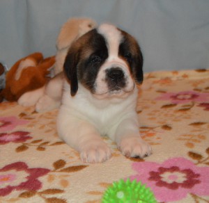 dorotka dorotka--2-.jpg